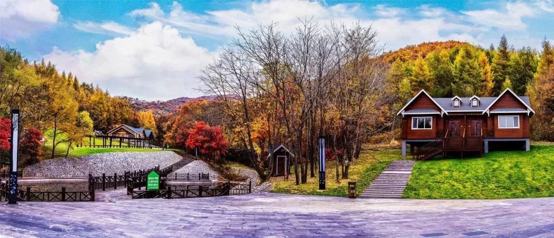 柳河云岭野山参酒,30年野山参酒