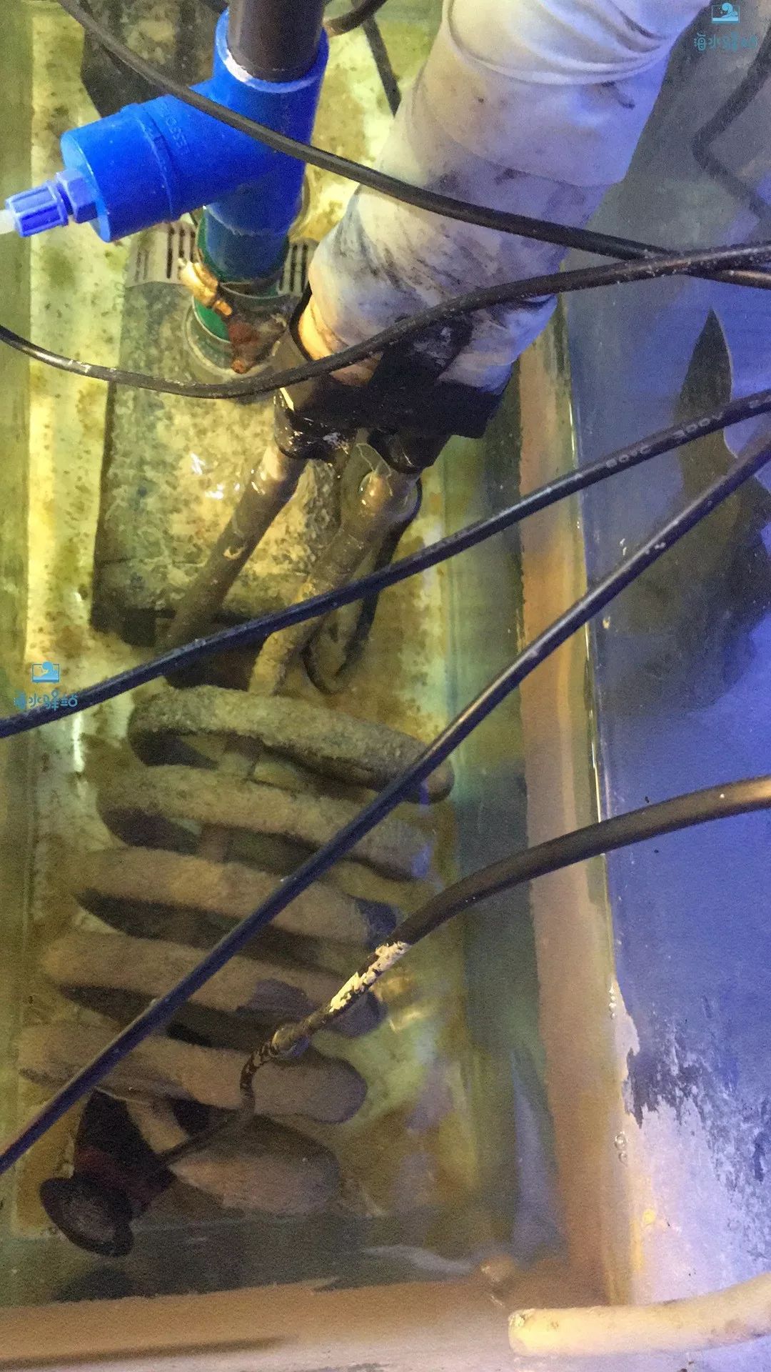 鱼缸用什么样的冷水机比较好,海水鱼缸冷水机哪个牌子的好