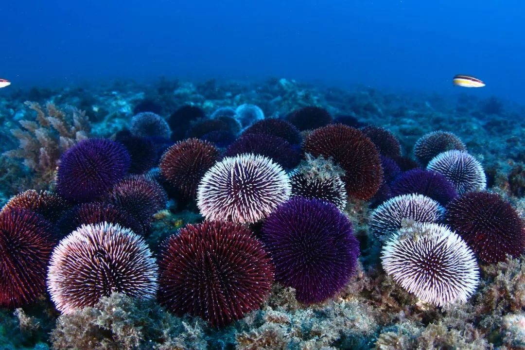 为什么海胆走路要“屁股”朝天