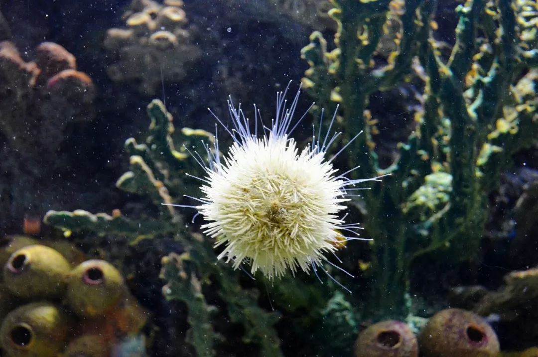 为什么海胆走路要“屁股”朝天