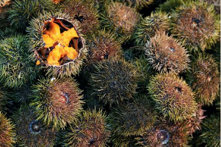 为什么海胆走路要“屁股”朝天