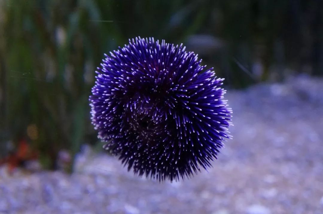 为什么海胆走路要“屁股”朝天