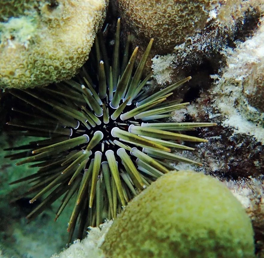 为什么海胆走路要“屁股”朝天