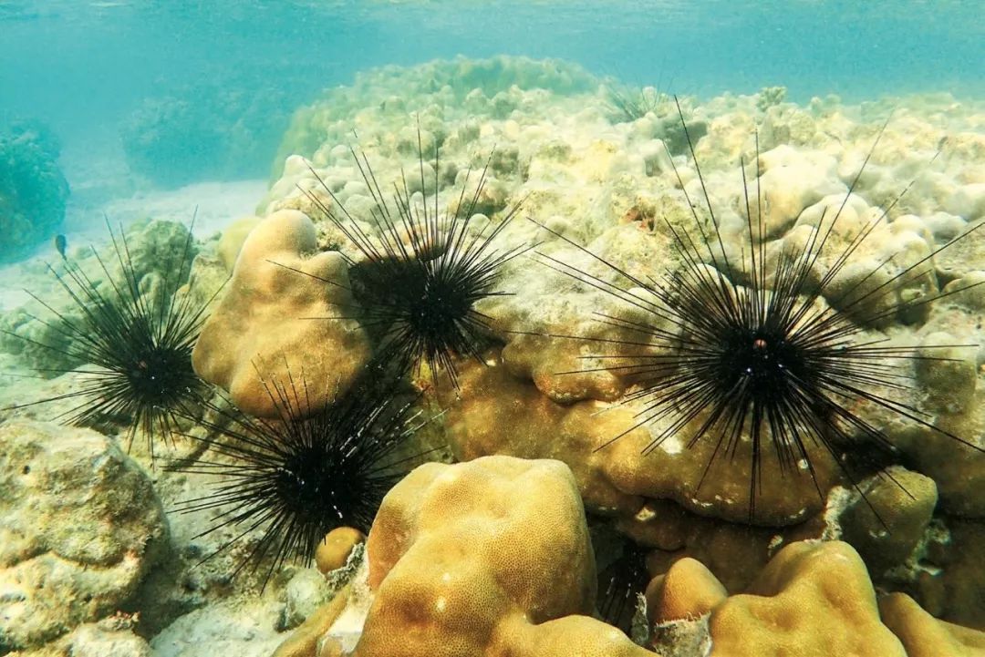 为什么海胆走路要“屁股”朝天