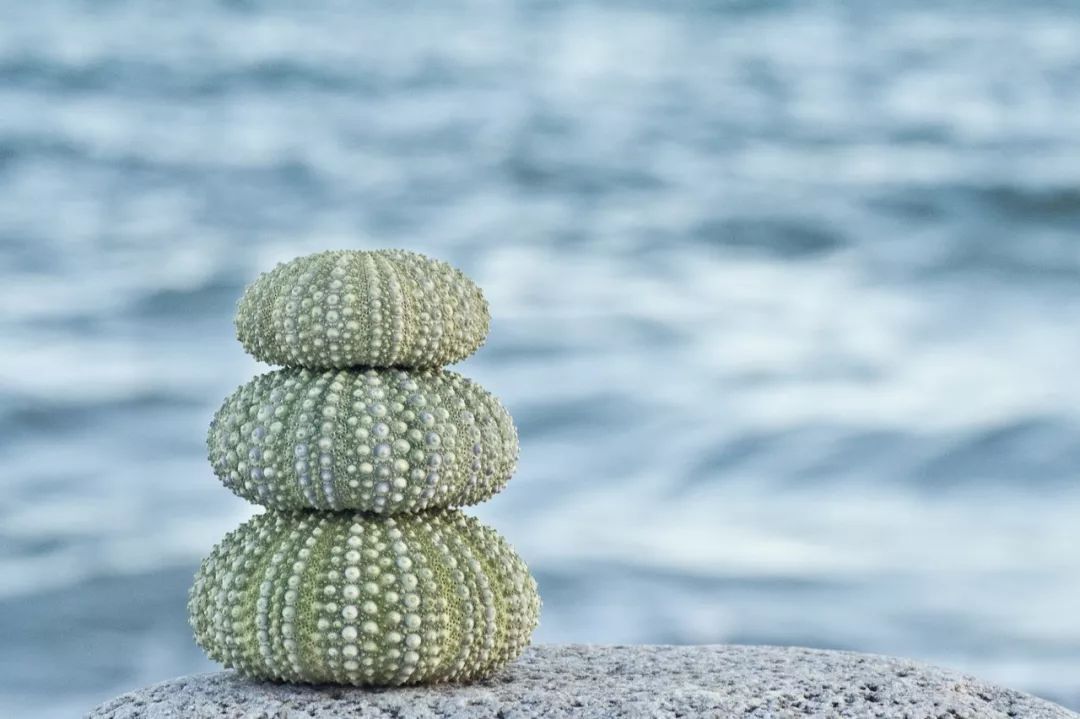 为什么海胆走路要“屁股”朝天