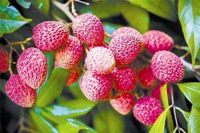 荔枝，林间玉酝滋甘露