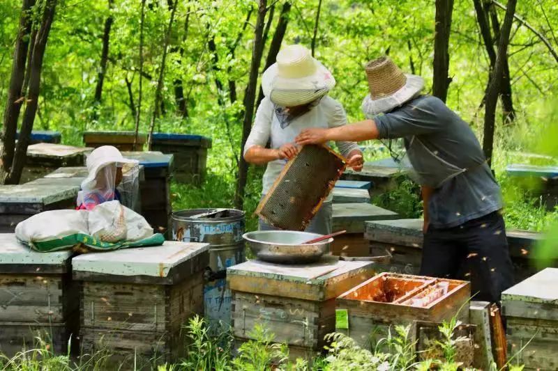 品槐蜜游古镇，交旅融合让陕西永寿成为渭北旱塬上的绿色生态明珠