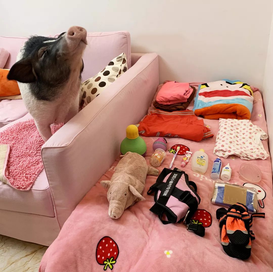 宠物大比拼螃蟹,宠物种类大比拼