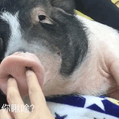 宠物大比拼螃蟹,宠物种类大比拼