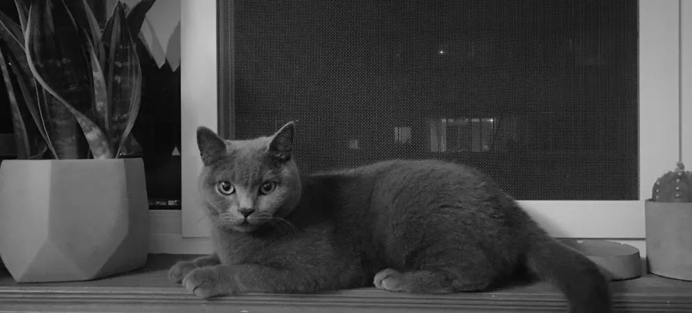 宠物大比拼螃蟹,宠物种类大比拼