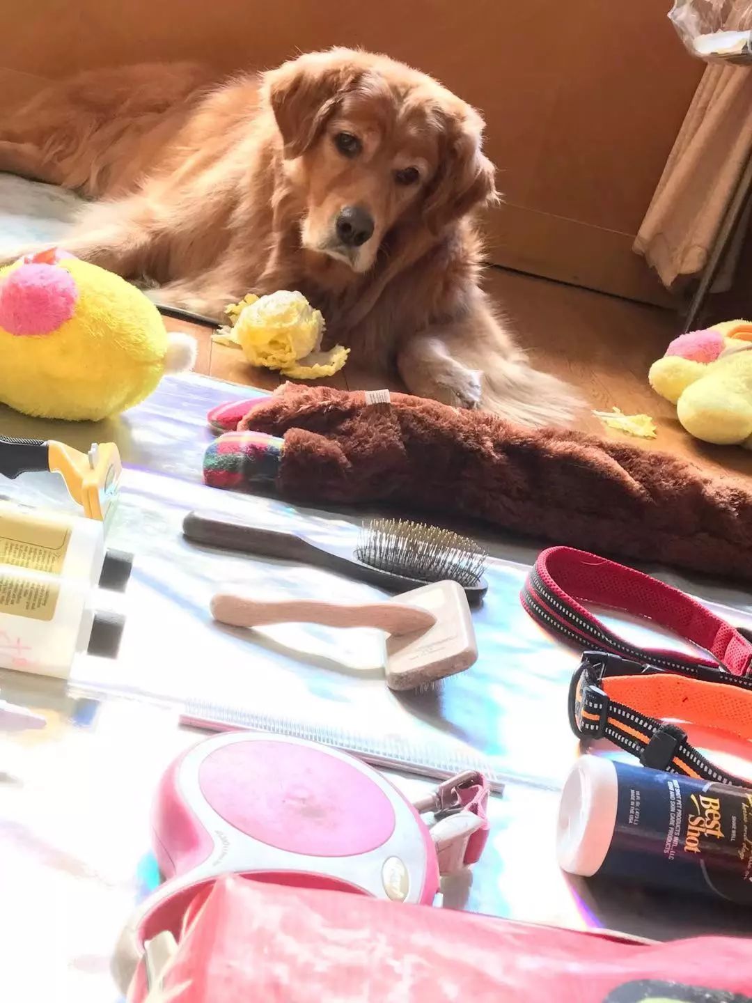 宠物大比拼螃蟹,宠物种类大比拼