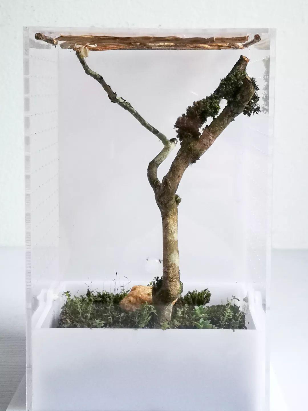 宠物大比拼螃蟹,宠物种类大比拼