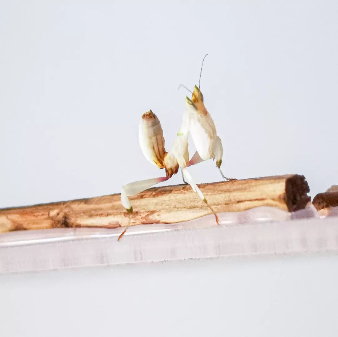 宠物大比拼螃蟹,宠物种类大比拼