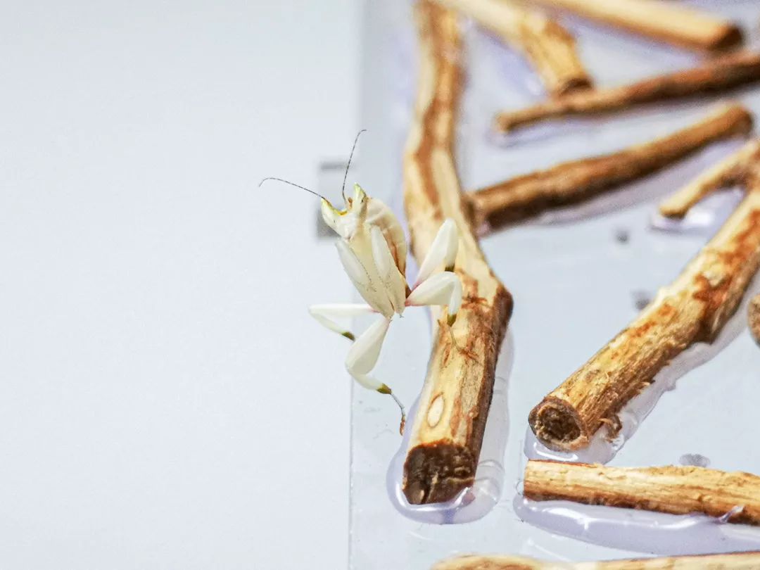 宠物大比拼螃蟹,宠物种类大比拼