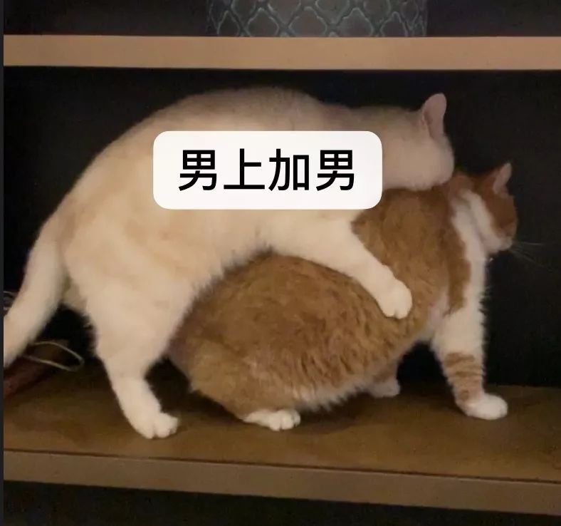 宠物大比拼螃蟹,宠物种类大比拼