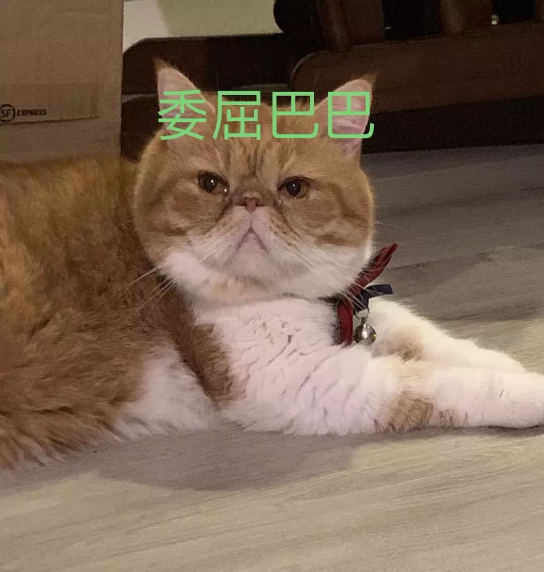 宠物大比拼螃蟹,宠物种类大比拼