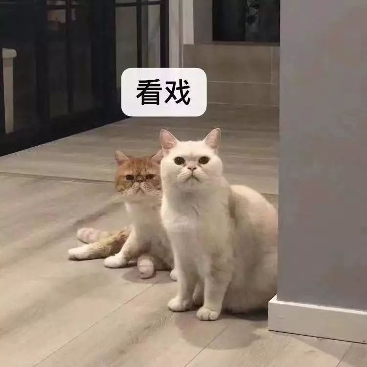 宠物大比拼螃蟹,宠物种类大比拼