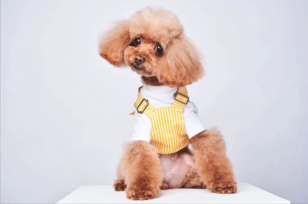 宠物大比拼螃蟹,宠物种类大比拼