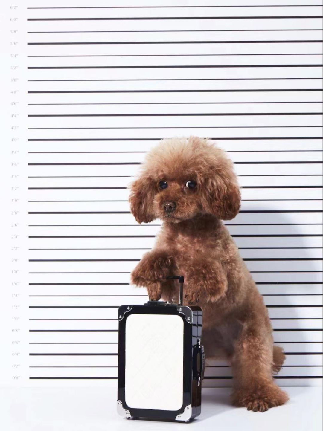 宠物大比拼螃蟹,宠物种类大比拼