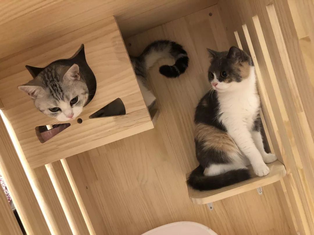 宠物大比拼螃蟹,宠物种类大比拼