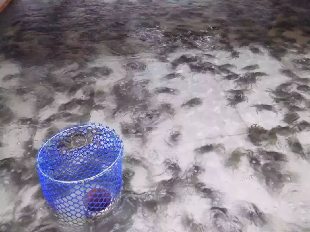 阳澄湖大闸蟹几月份最好吃最美味,吃阳澄湖大闸蟹的快乐季节