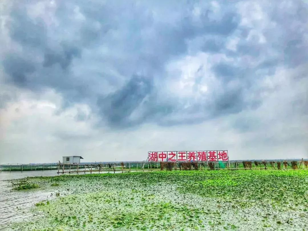 阳澄湖大闸蟹几月份最好吃最美味,吃阳澄湖大闸蟹的快乐季节
