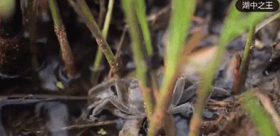 阳澄湖大闸蟹几月份最好吃最美味,吃阳澄湖大闸蟹的快乐季节