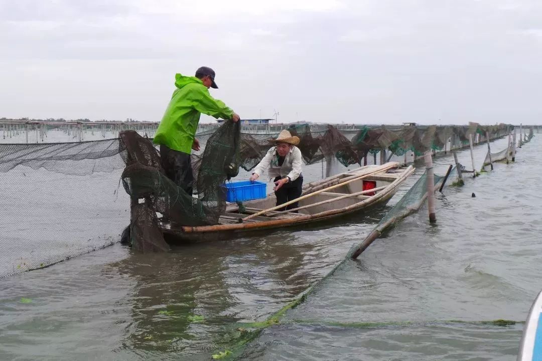 阳澄湖大闸蟹几月份最好吃最美味,吃阳澄湖大闸蟹的快乐季节