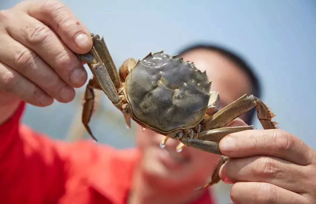 阳澄湖大闸蟹几月份最好吃最美味,吃阳澄湖大闸蟹的快乐季节