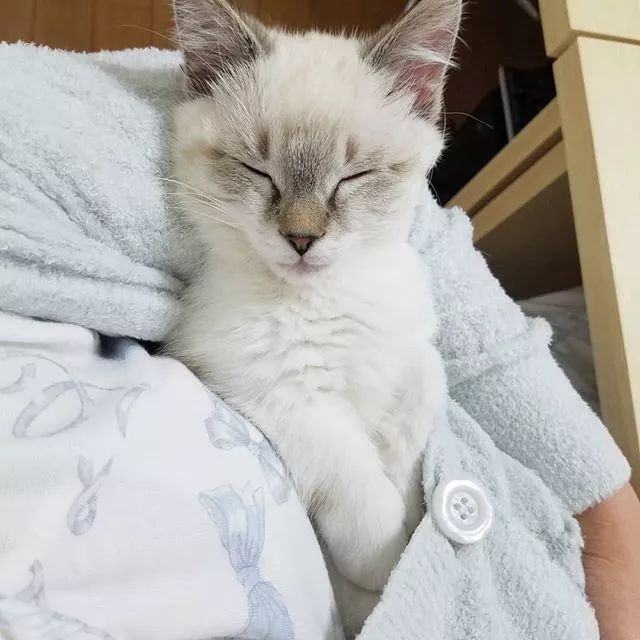 除了GU日本妹子的睡衣都是在这里买的！太太太太太可爱了