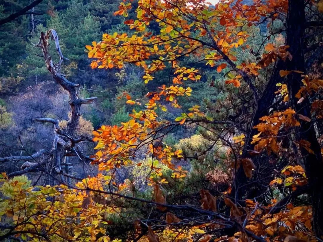 我的野保坑是这样填出来的：打豆豆，就酱