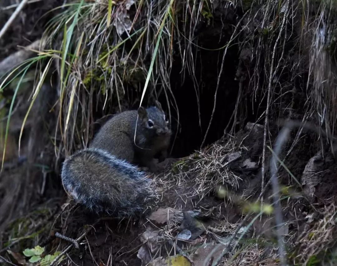 我的野保坑是这样填出来的：打豆豆，就酱
