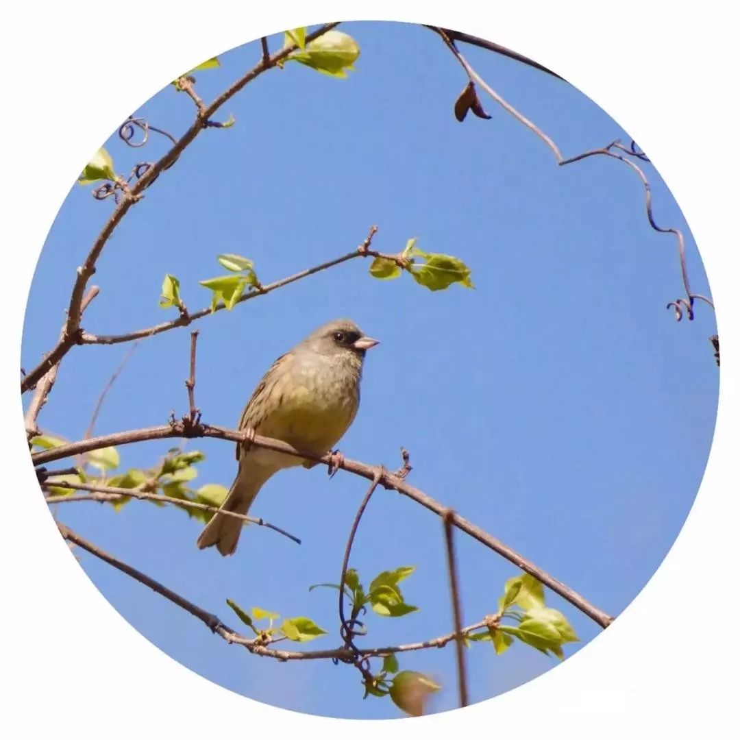 我的野保坑是这样填出来的：打豆豆，就酱