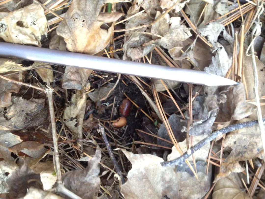 我的野保坑是这样填出来的：打豆豆，就酱