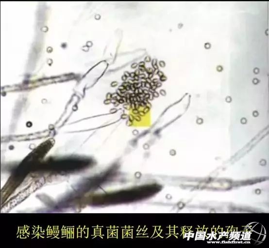 水霉病怎么去预防,预防水霉病最好的办法