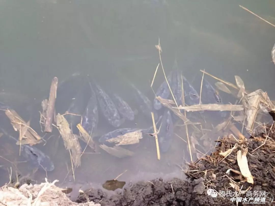 水霉病怎么去预防,预防水霉病最好的办法