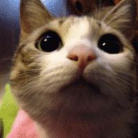 什么猫一看就特别狠,什么猫像假猫