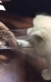 什么猫一看就特别狠,什么猫像假猫