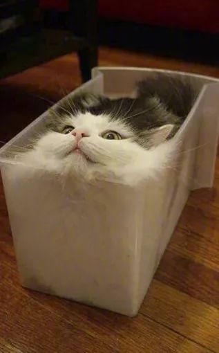 什么猫一看就特别狠,什么猫像假猫