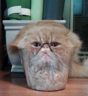 什么猫一看就特别狠,什么猫像假猫