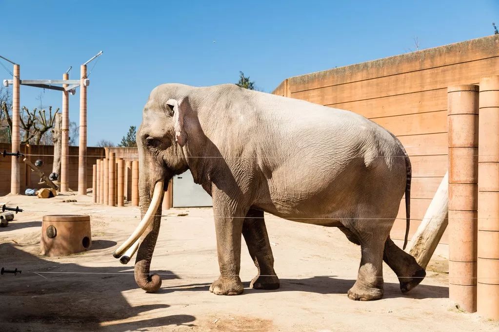 真羡慕丹麦人,连大象都提前退休了