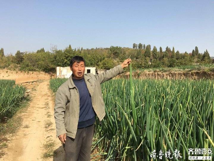 今天大葱价格章丘大葱,今日章丘大葱产地价格