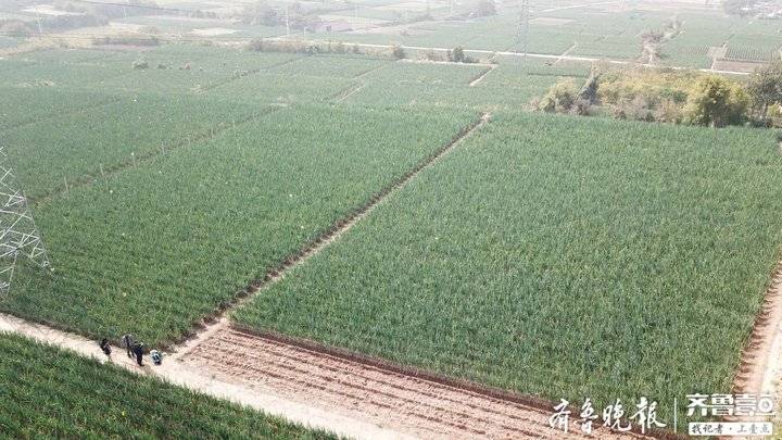 今天大葱价格章丘大葱,今日章丘大葱产地价格