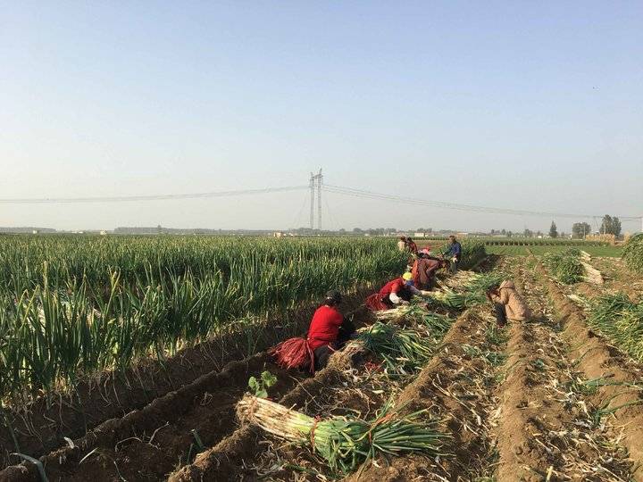 今天大葱价格章丘大葱,今日章丘大葱产地价格