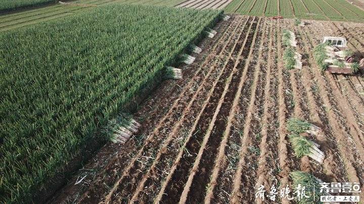 今天大葱价格章丘大葱,今日章丘大葱产地价格