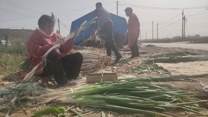 今天大葱价格章丘大葱,今日章丘大葱产地价格