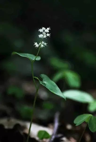 长白山神秘么,长白山有什么自然景象
