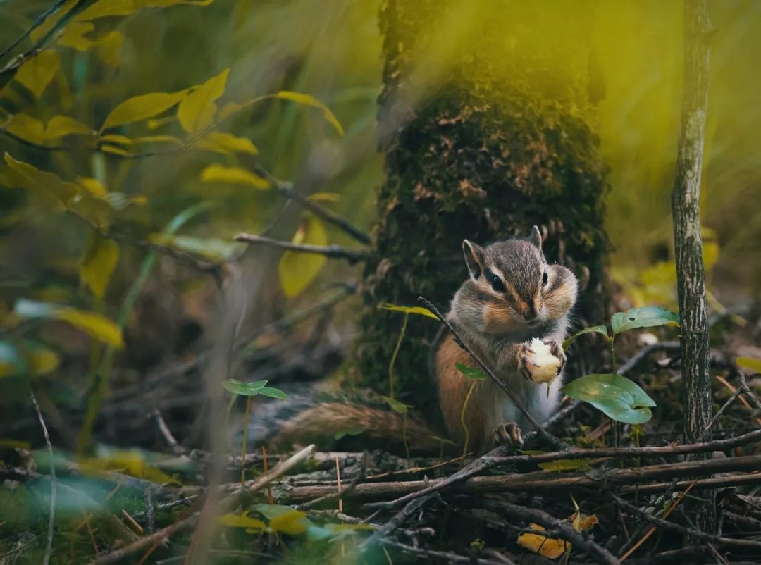 长白山神秘么,长白山有什么自然景象