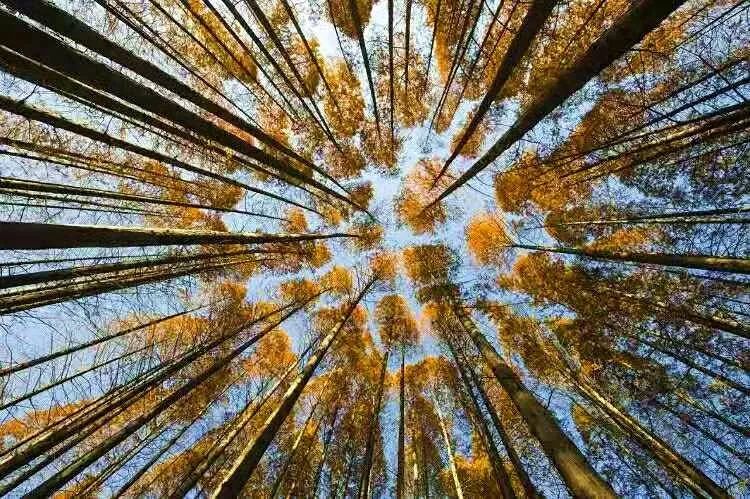 上海必打卡秋季美景,上海的秋季美景