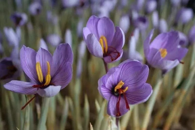 花尖藏红花,紫花藏红花